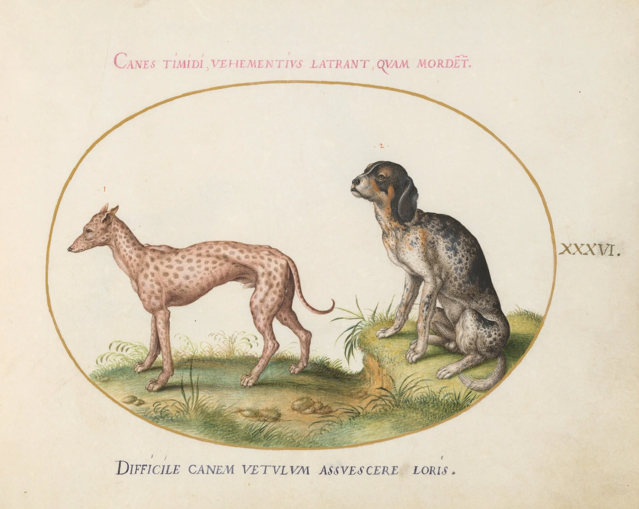 Plate 36: Two Spotted Hounds, by Joris Hoefnagel, gouache, 1594