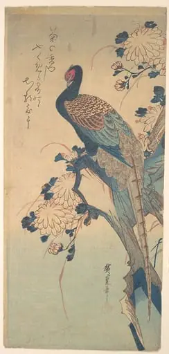 歌川広重画　菊に雉|Pheasant with Chrysanthemums