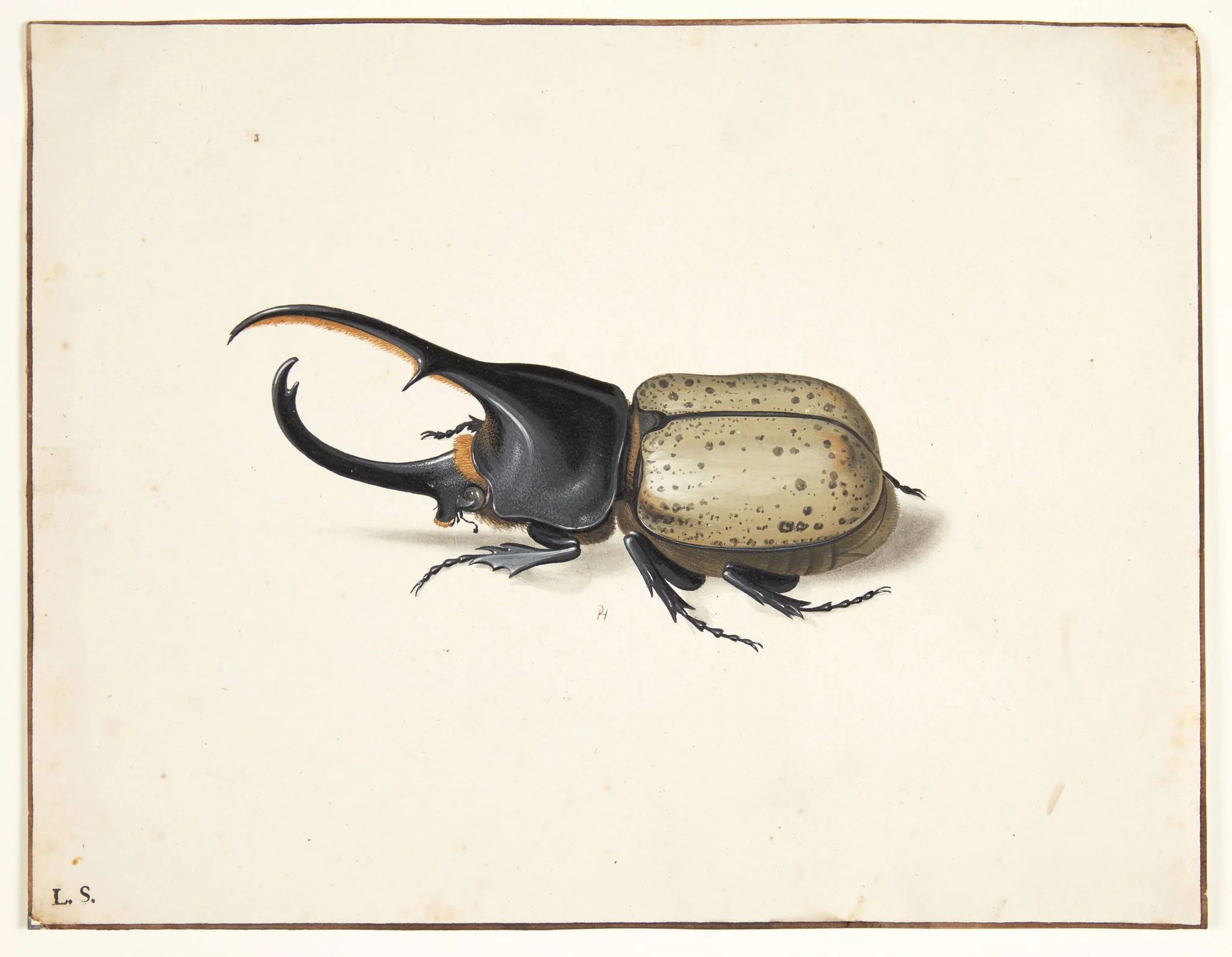 En herkulesbille (dynastes hercules), by Unknown, unspecified, 1650