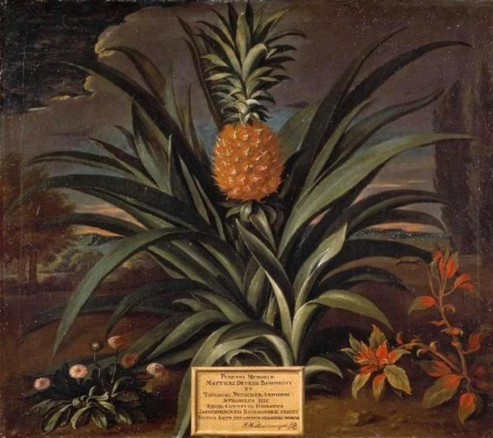 Pineapple grown in Sir Matthew Decker's garden at Richmond, Surrey, by Theodorus Netscher, oil, 1720