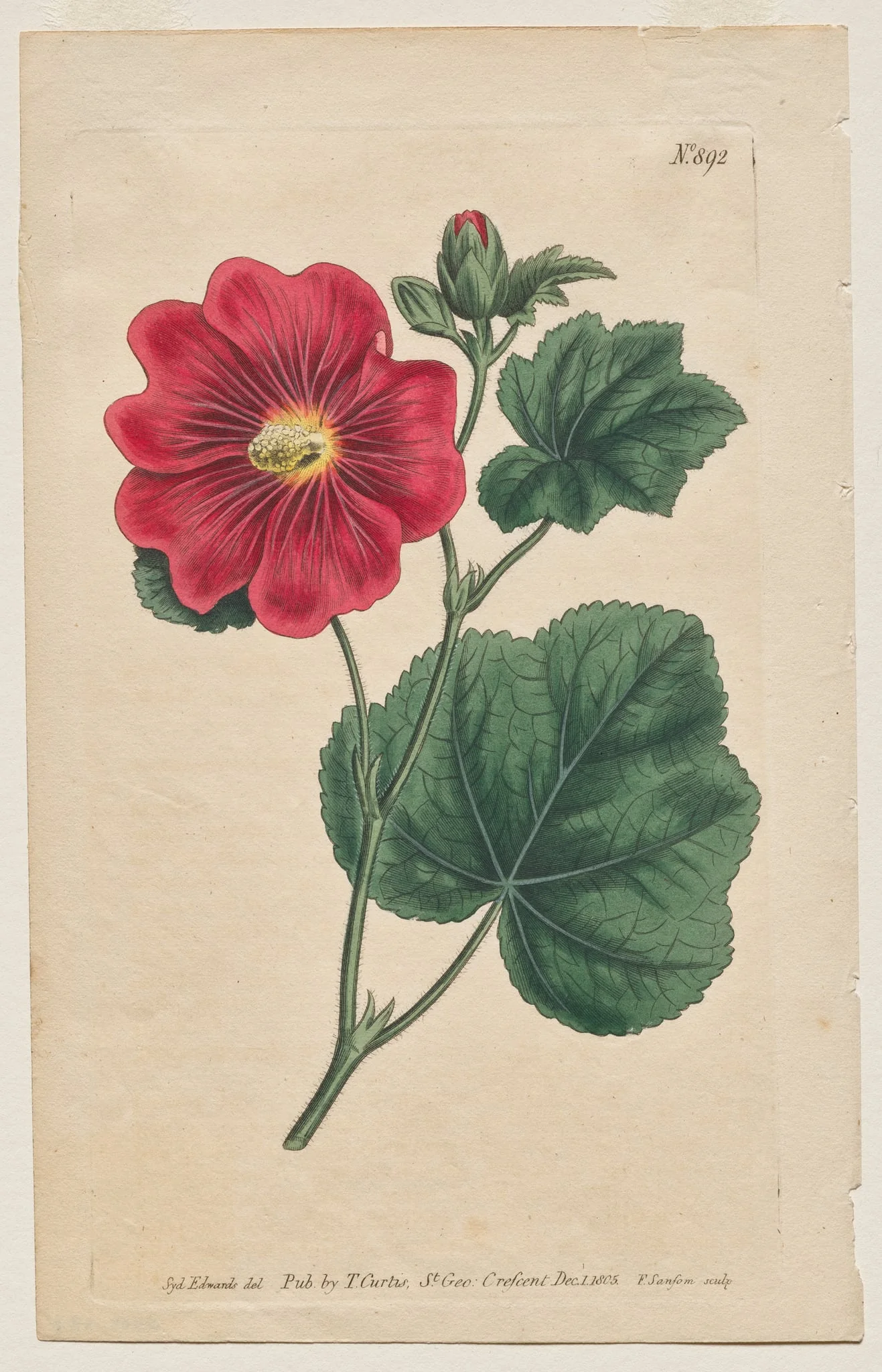 The Botanical Magazine or Flower Garden Displayed: Plate 892, Althaea Flexuosa. Seringapatam A Hollyhock . [Althea rosea]
