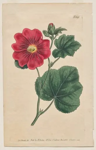 The Botanical Magazine or Flower Garden Displayed: Plate 892, Althaea Flexuosa. Seringapatam A Hollyhock . [Althea rosea]