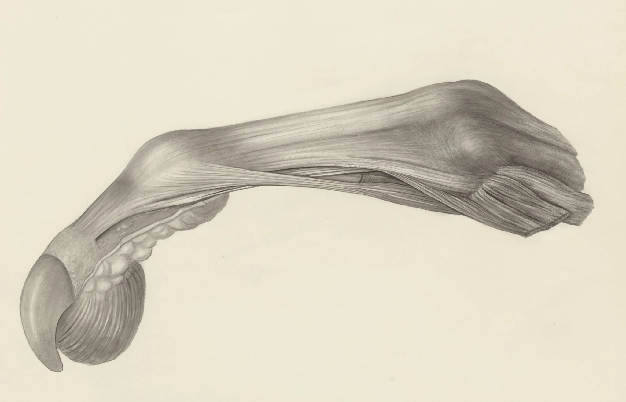Muscular tissue of the finger of a rhesus macaque, by H.G, Wetselaar, 1970