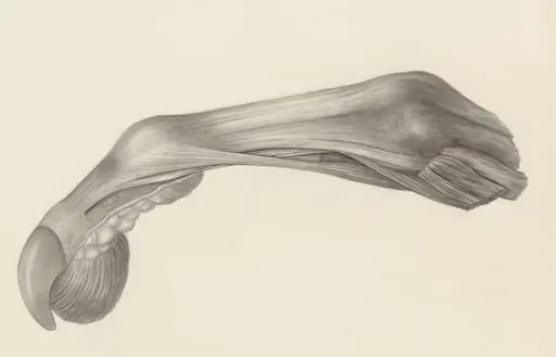 Muscular tissue of the finger of a rhesus macaque