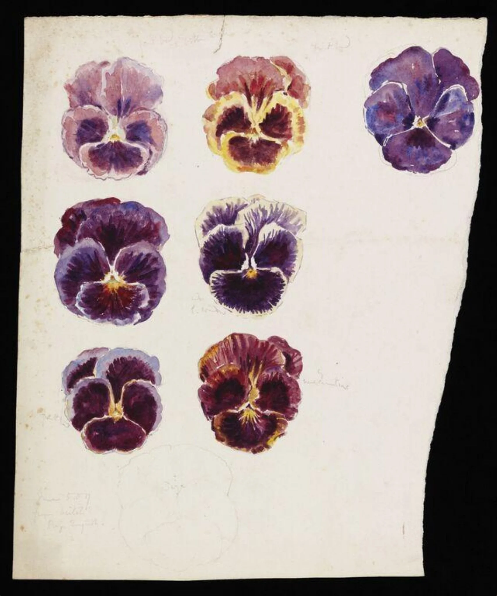 Studies of pansy flowers (recto) and highly magnified cell colonies (verso), by Beatrix Potter, watercolor, 6