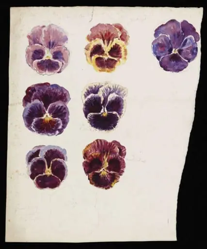 Studies of pansy flowers (recto) and highly magnified cell colonies (verso)