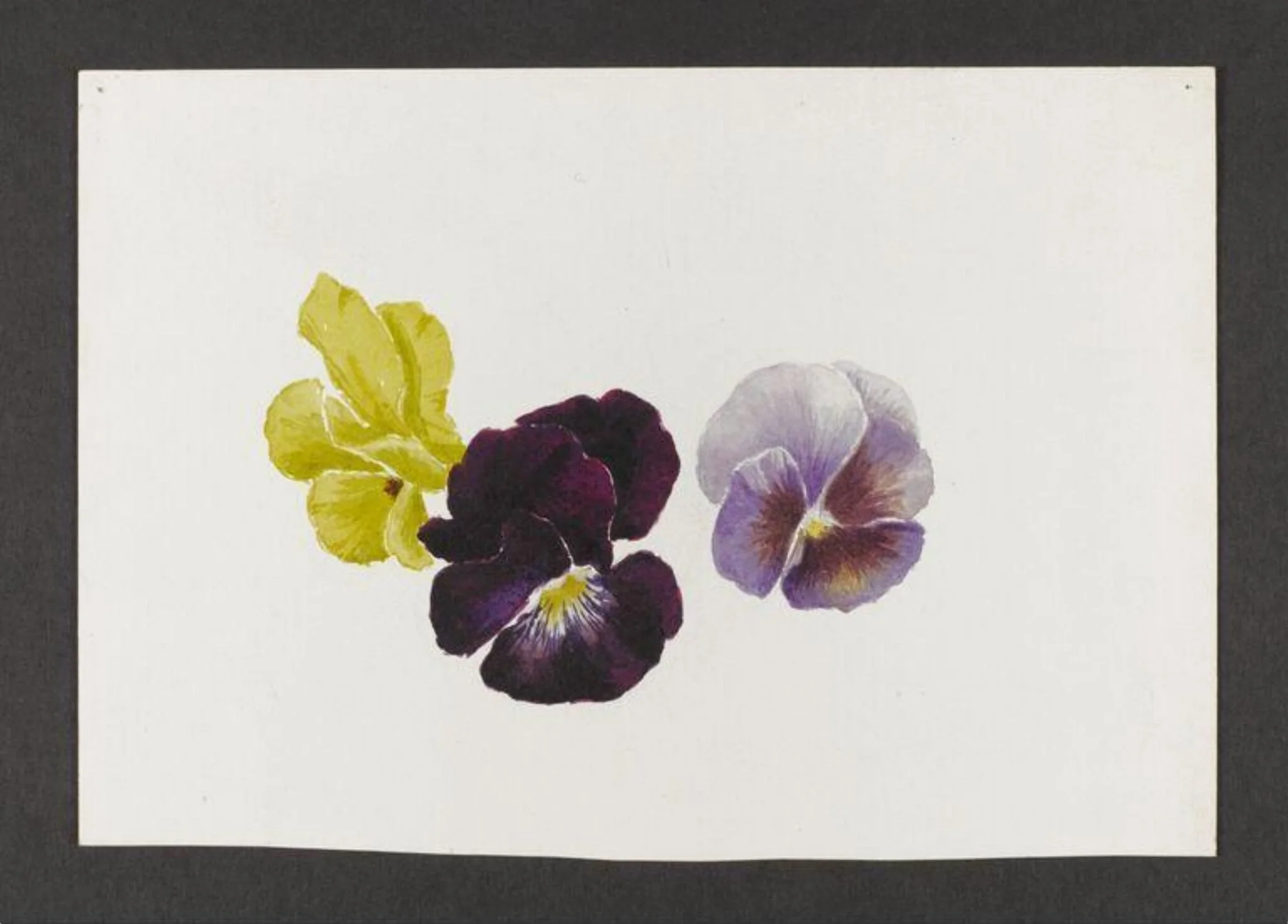 Untitled, by Beatrix Potter, watercolor, 1879