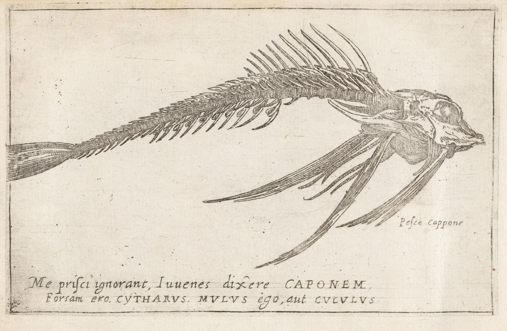 Skeleton of a Gurnard, by Teodoro Filippo di Liagno, ink, 1620