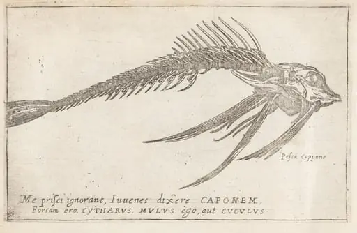 Skeleton of a Gurnard