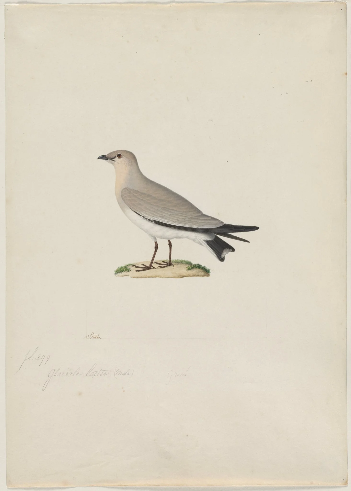 Small Pratincole (Glareola lactea)