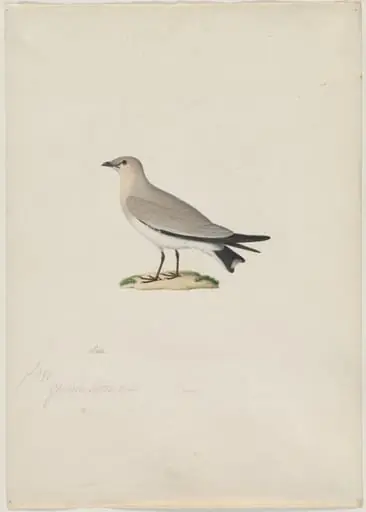 Small Pratincole (Glareola lactea)