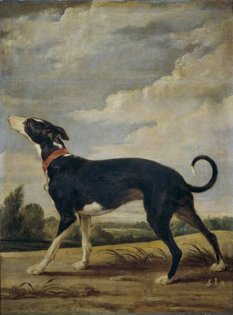 A greyhound on the prowl