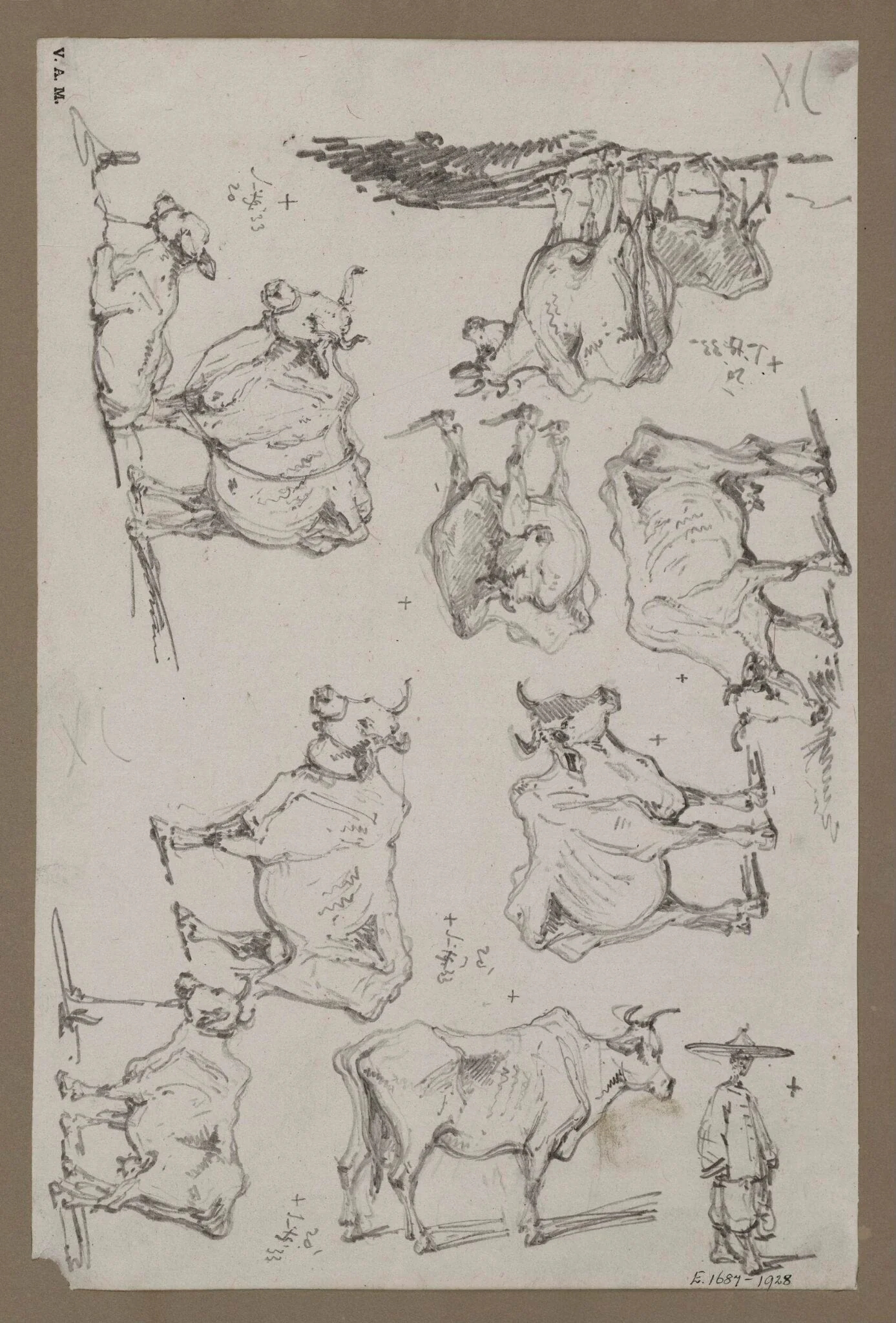 Studies of cattle, by George Chinnery, 13