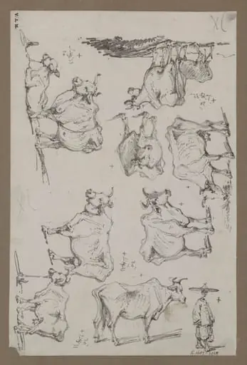 Studies of cattle