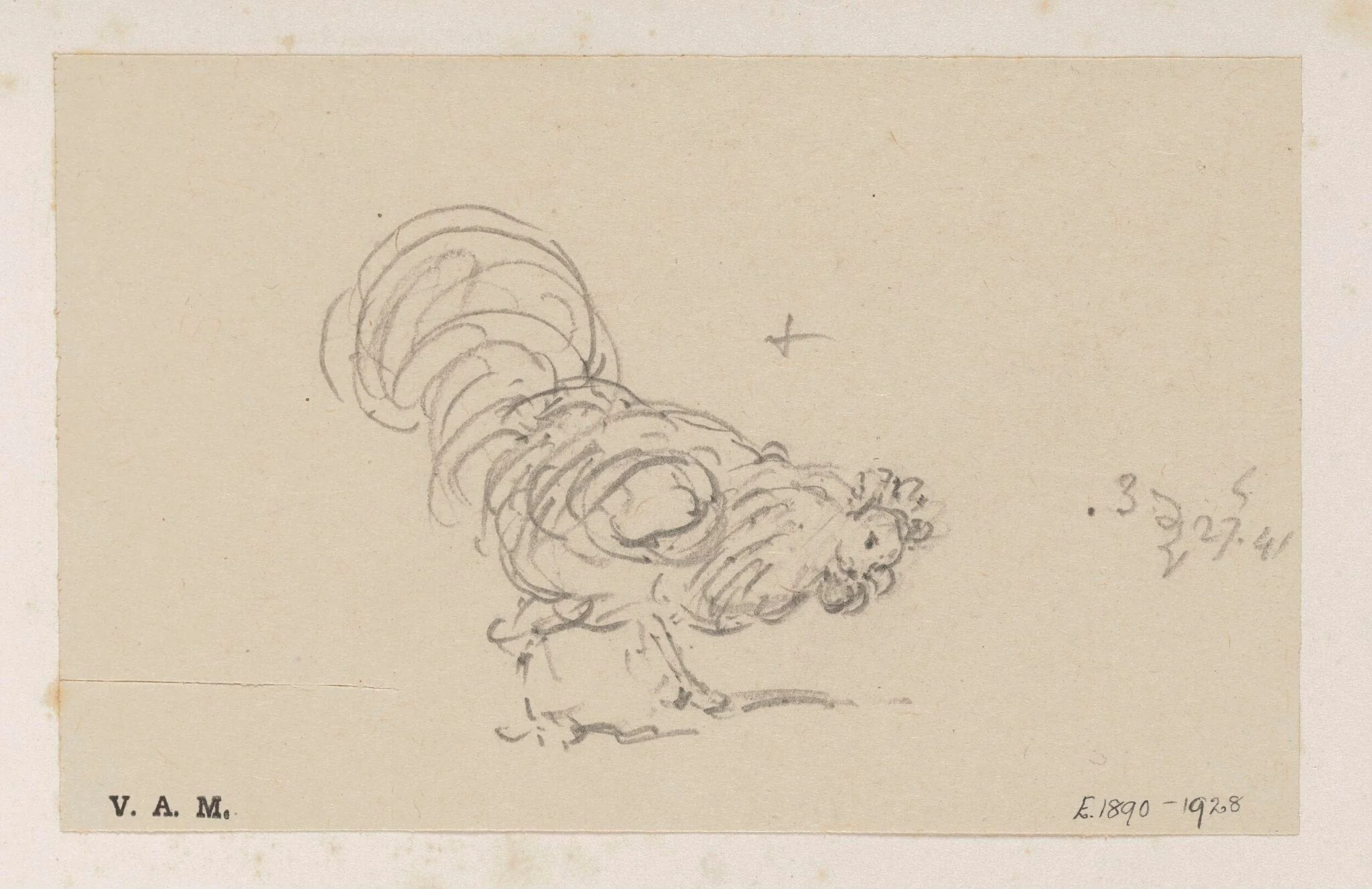 A cockerel, by George Chinnery, 8