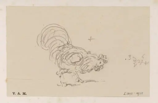 A cockerel
