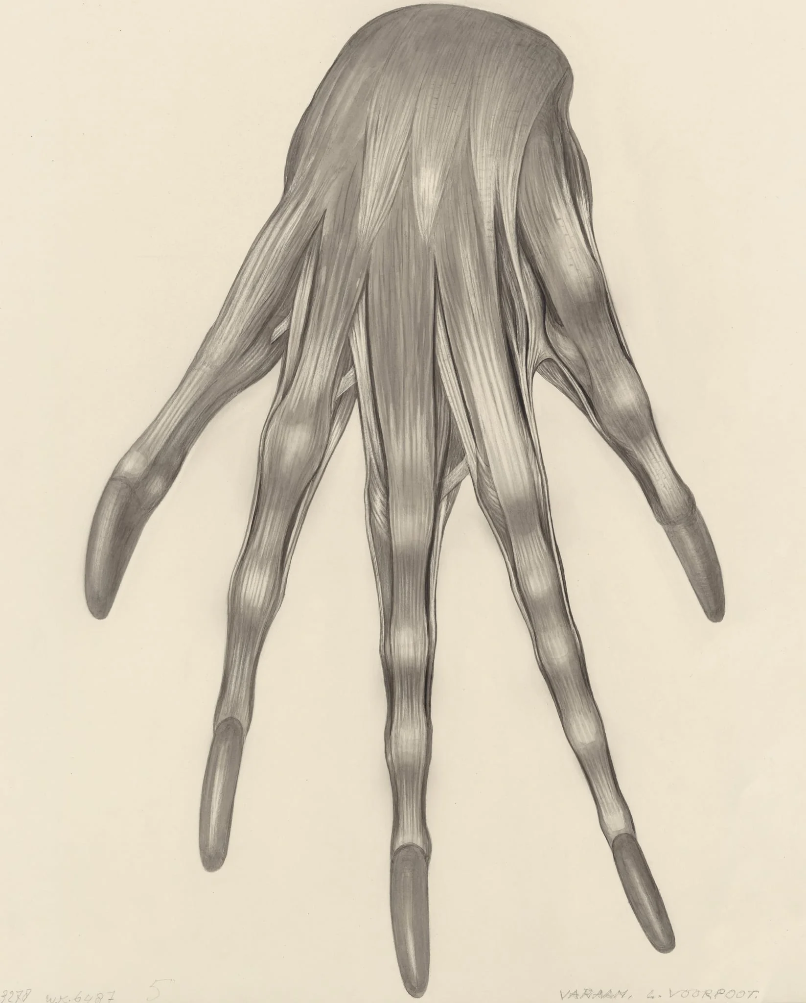 Muscular tissue of a lizards left claw