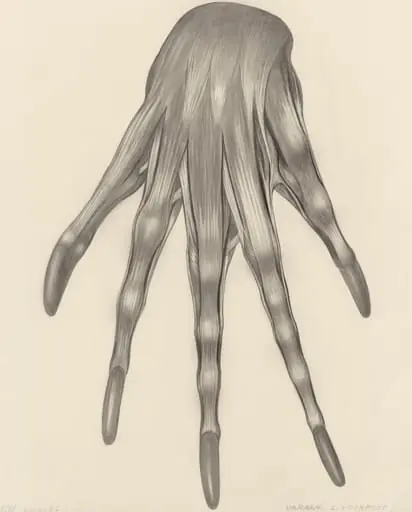 Muscular tissue of a lizards left claw
