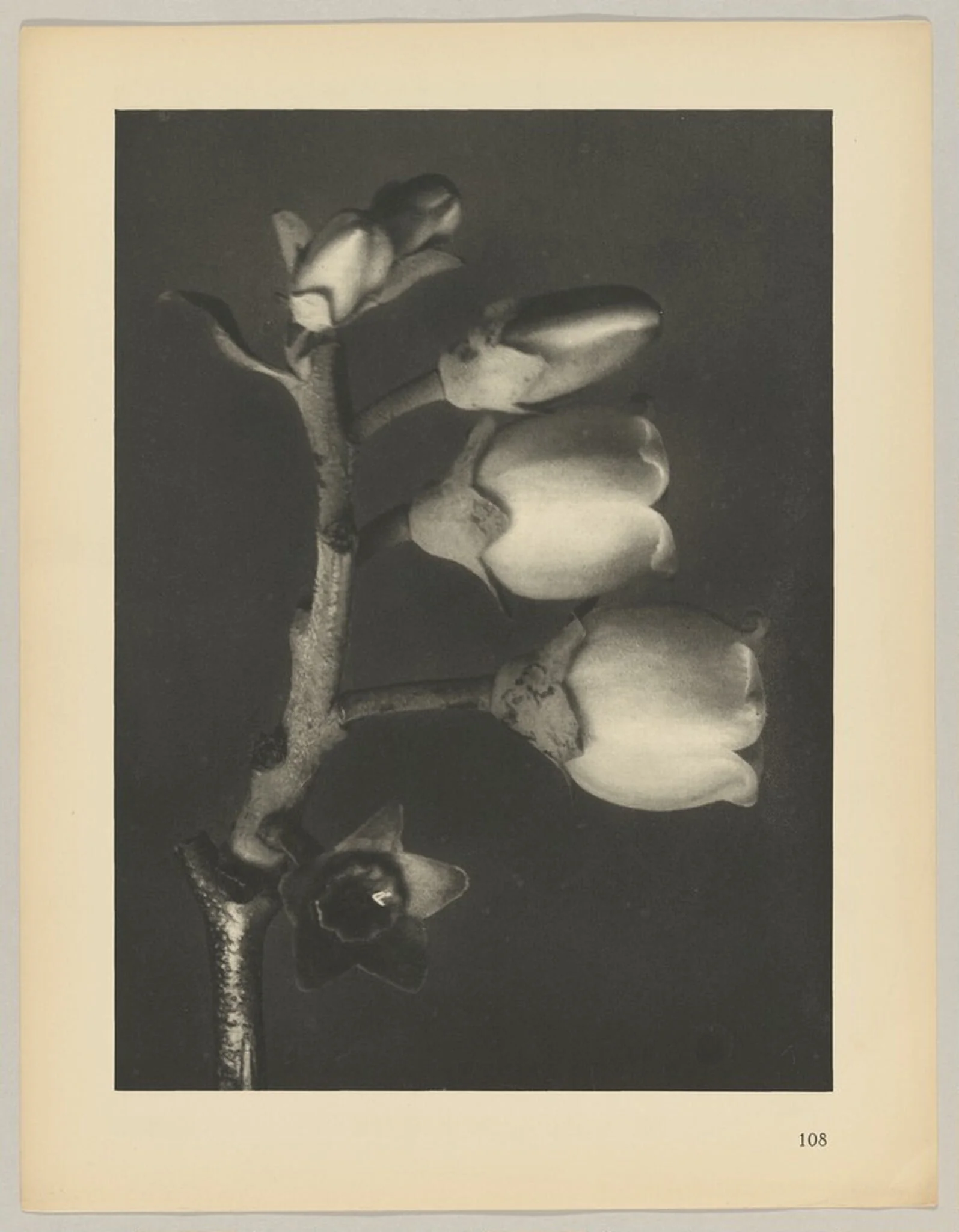 Vaccinium corymbosum