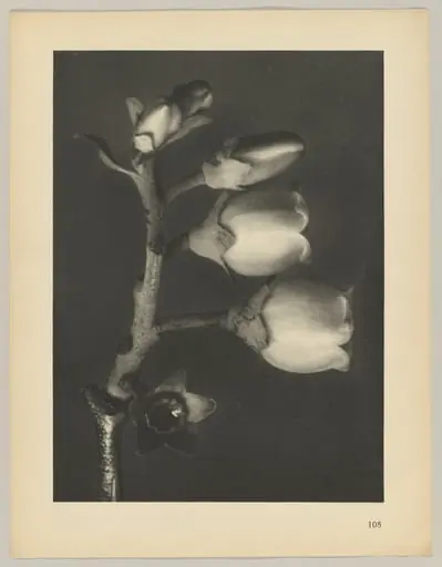 Vaccinium corymbosum