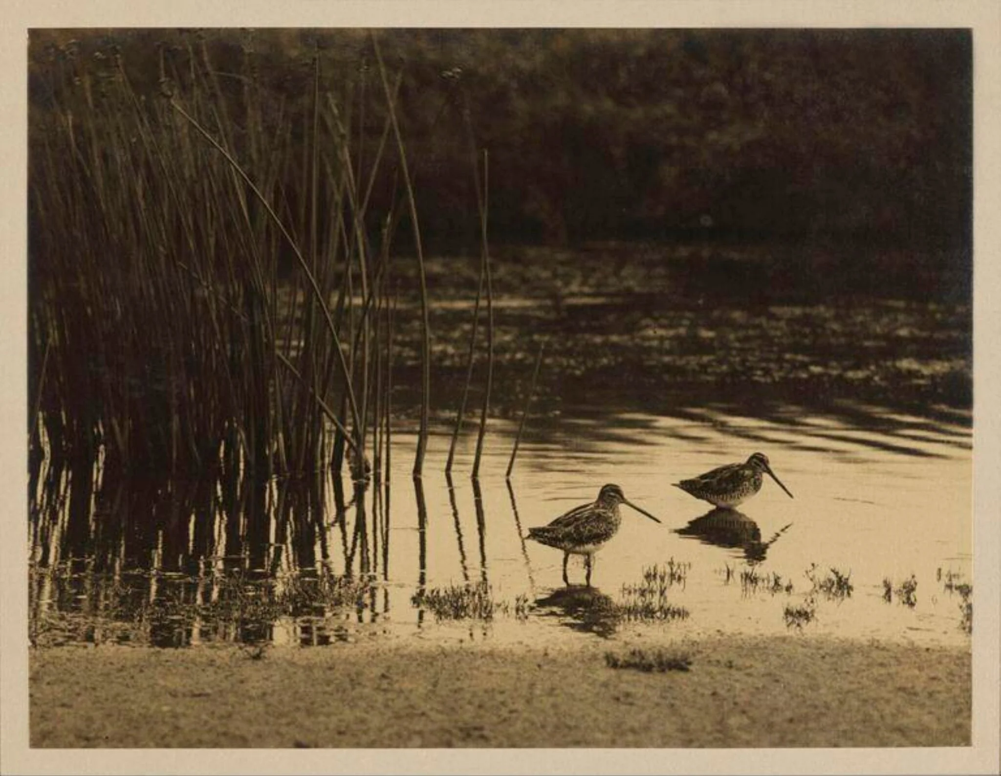 Snipe Feeding