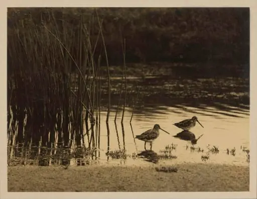 Snipe Feeding
