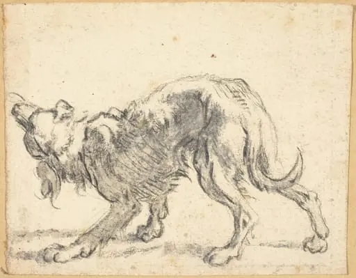 A Dog