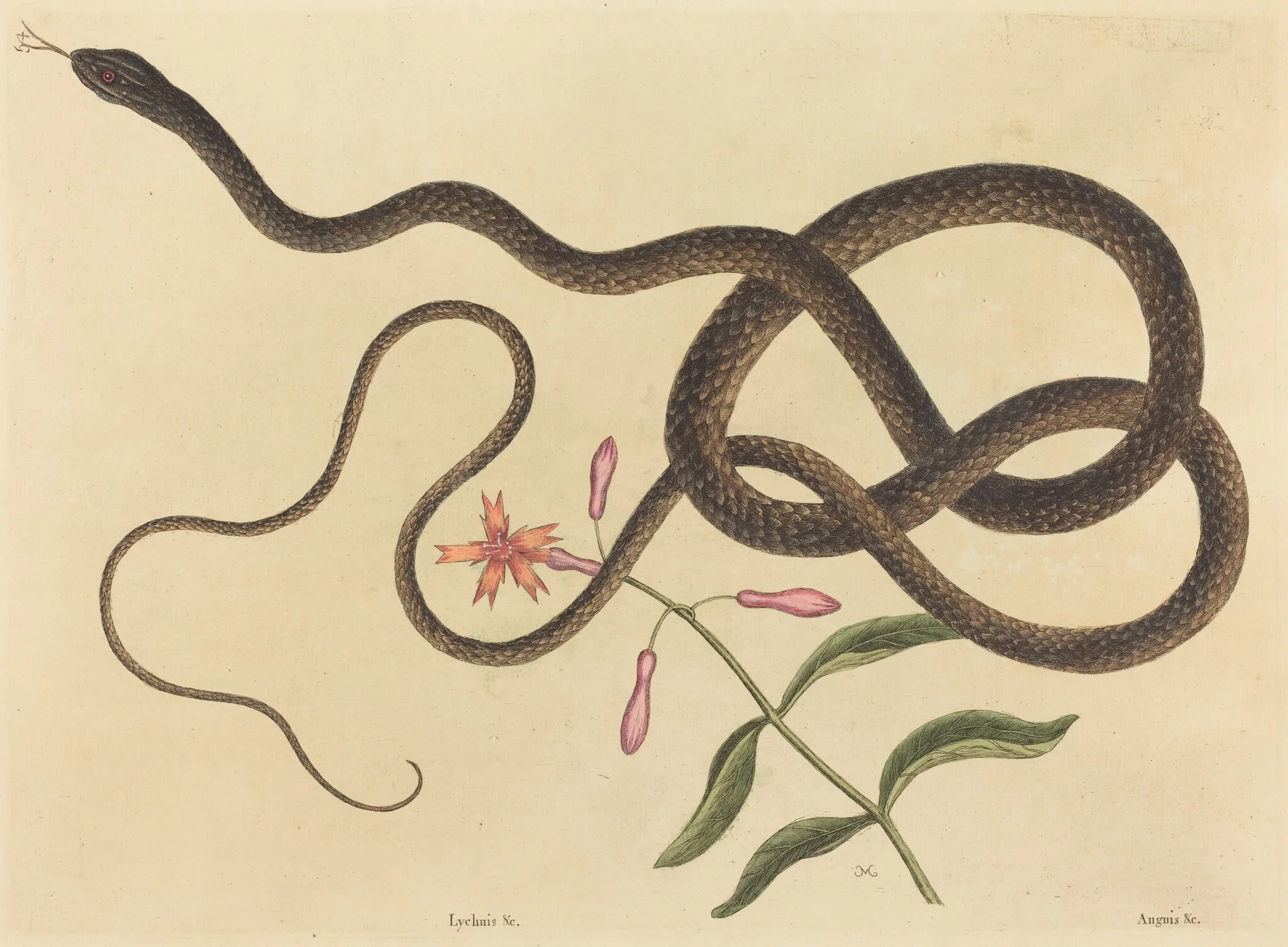 The Coach-whip Snake (Coluber flagellum)