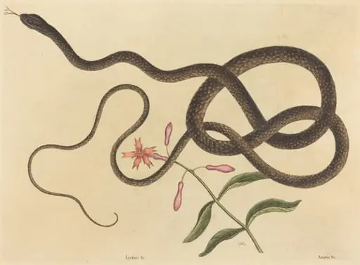 The Coach-whip Snake (Coluber flagellum)