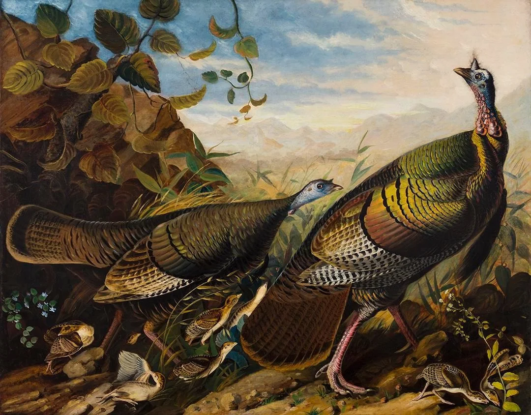 Wild Turkey Cock, Hen and Young, by John James Audubon, unspecified, 1826