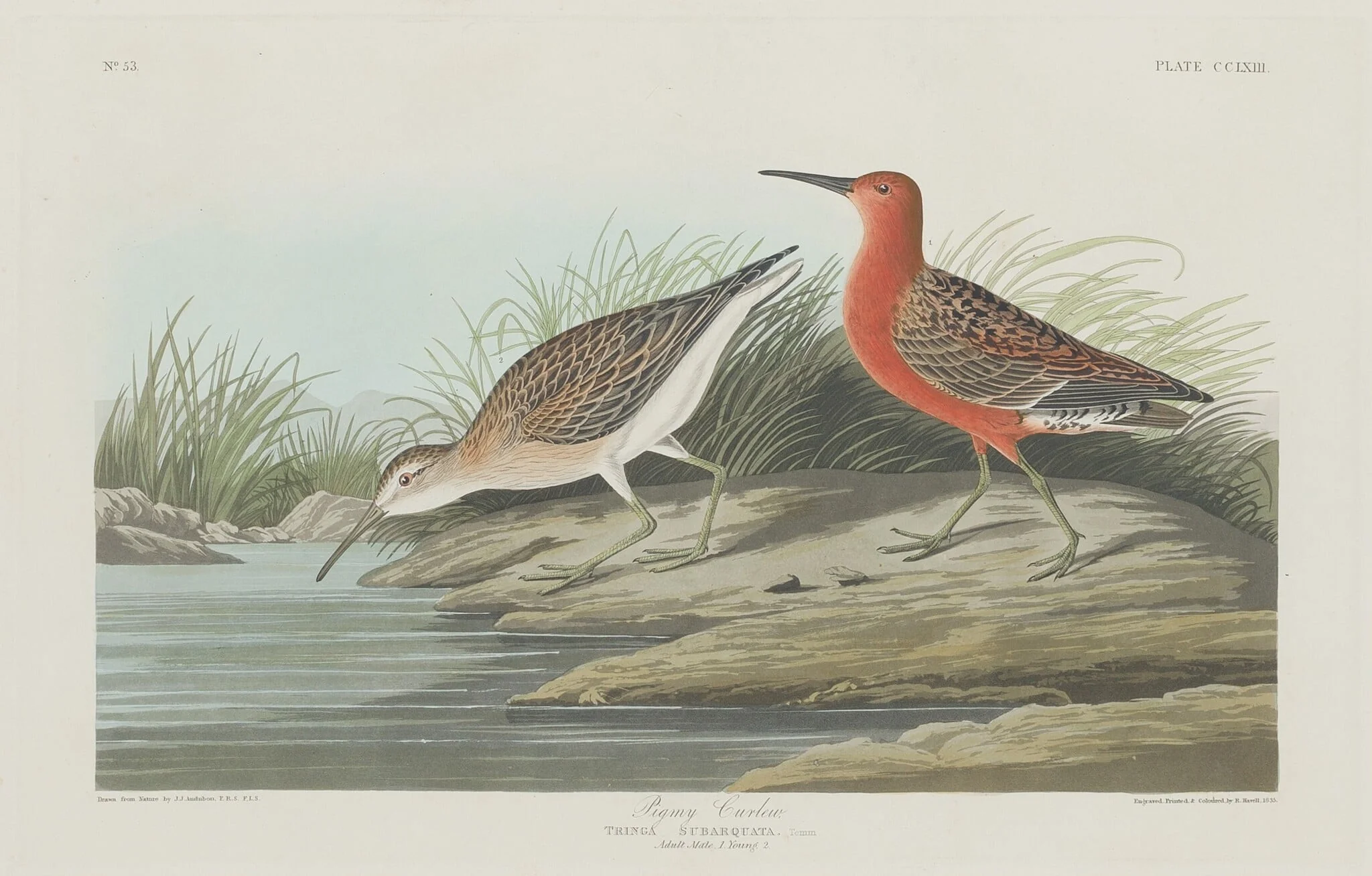 Pigmy Curlew, by Robert Havell Jr., ink, 1835
