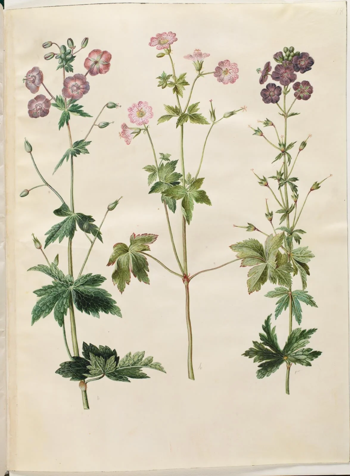 Geranium phaeum (bølgekronet storkenæb); Geranium versicolor (net-storkenæb), by Unknown, unspecified, 1654