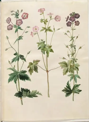 Geranium phaeum (bølgekronet storkenæb); Geranium versicolor (net-storkenæb)