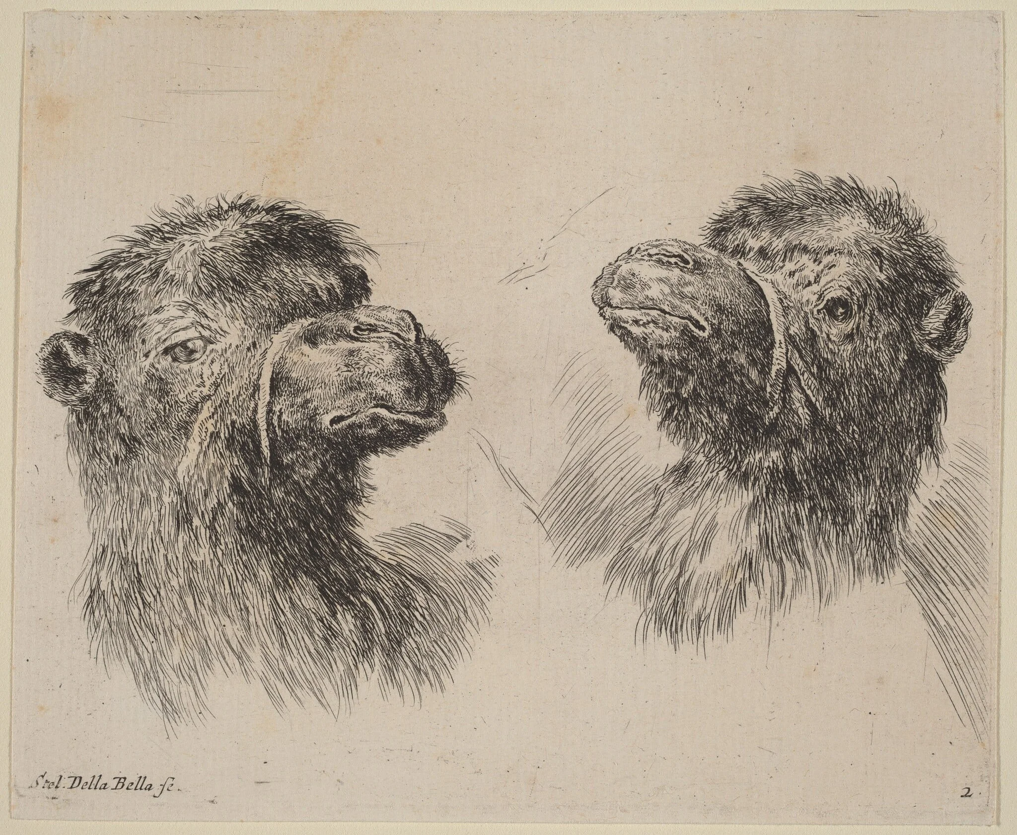 Two Camel Heads, by Stefano Della Bella, ink, 1649
