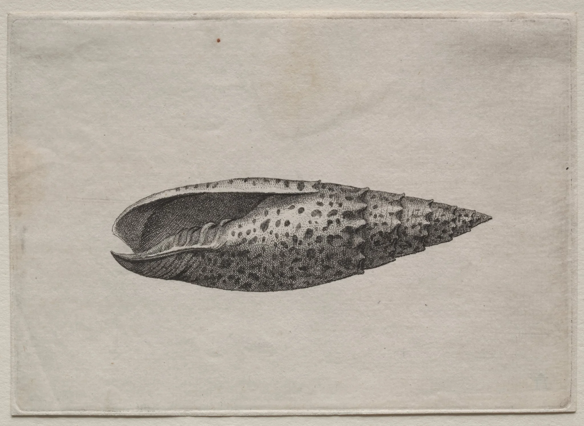 Shells:  Mitra papalis L, by Wenceslaus Hollar, 1644