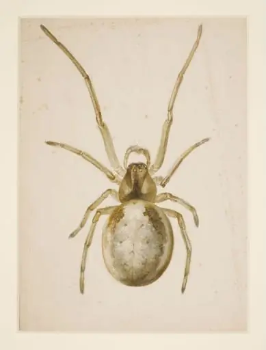 Study of a greenish-brown spider