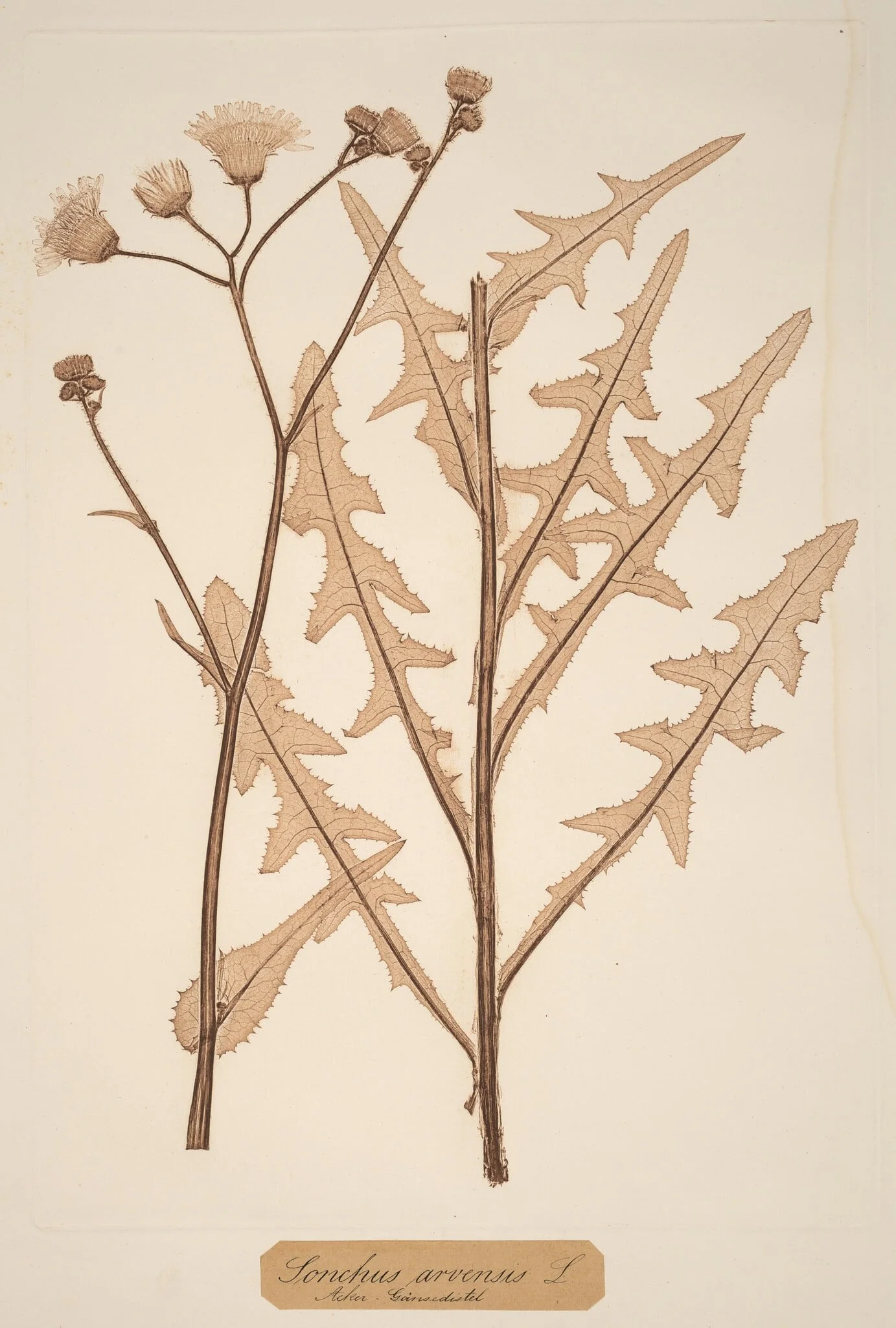 Sonchus arvensis, by Constetin von Ettinghausen, ink, 1856