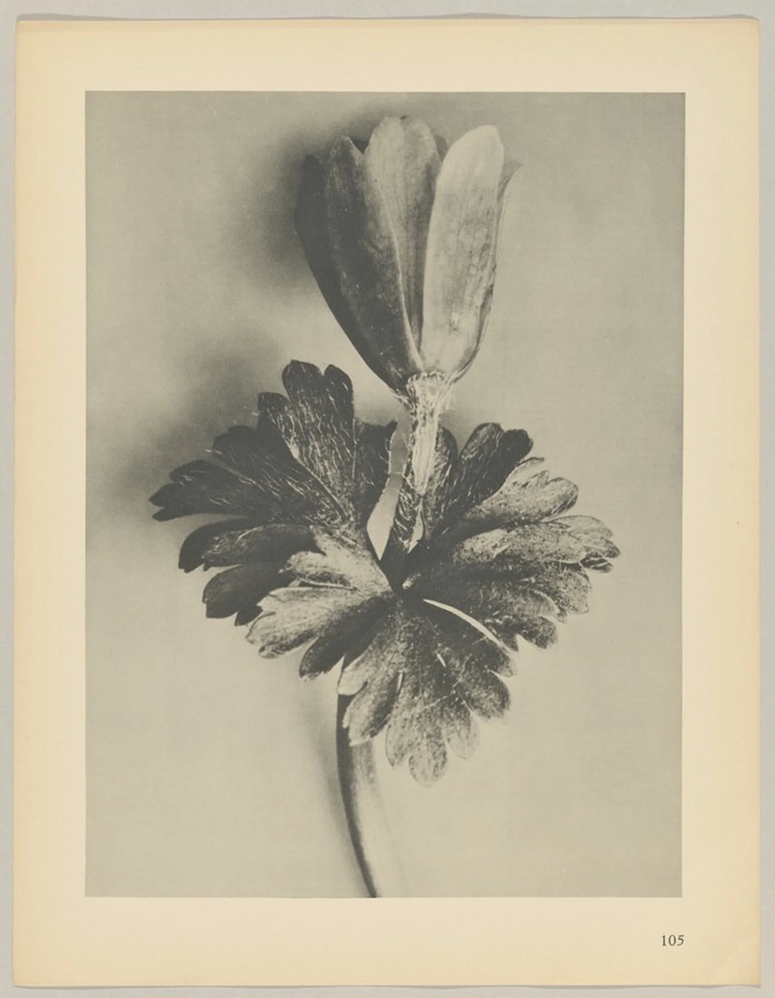 Anemone blanda, by Karl Blossfeldt, 1928