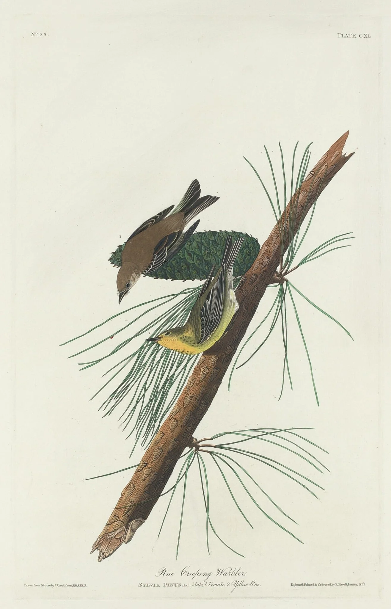 Pine Creeping Warbler, by Robert Havell Jr., ink, 1832
