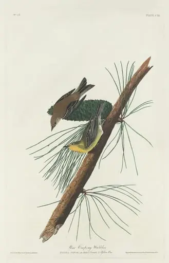 Pine Creeping Warbler