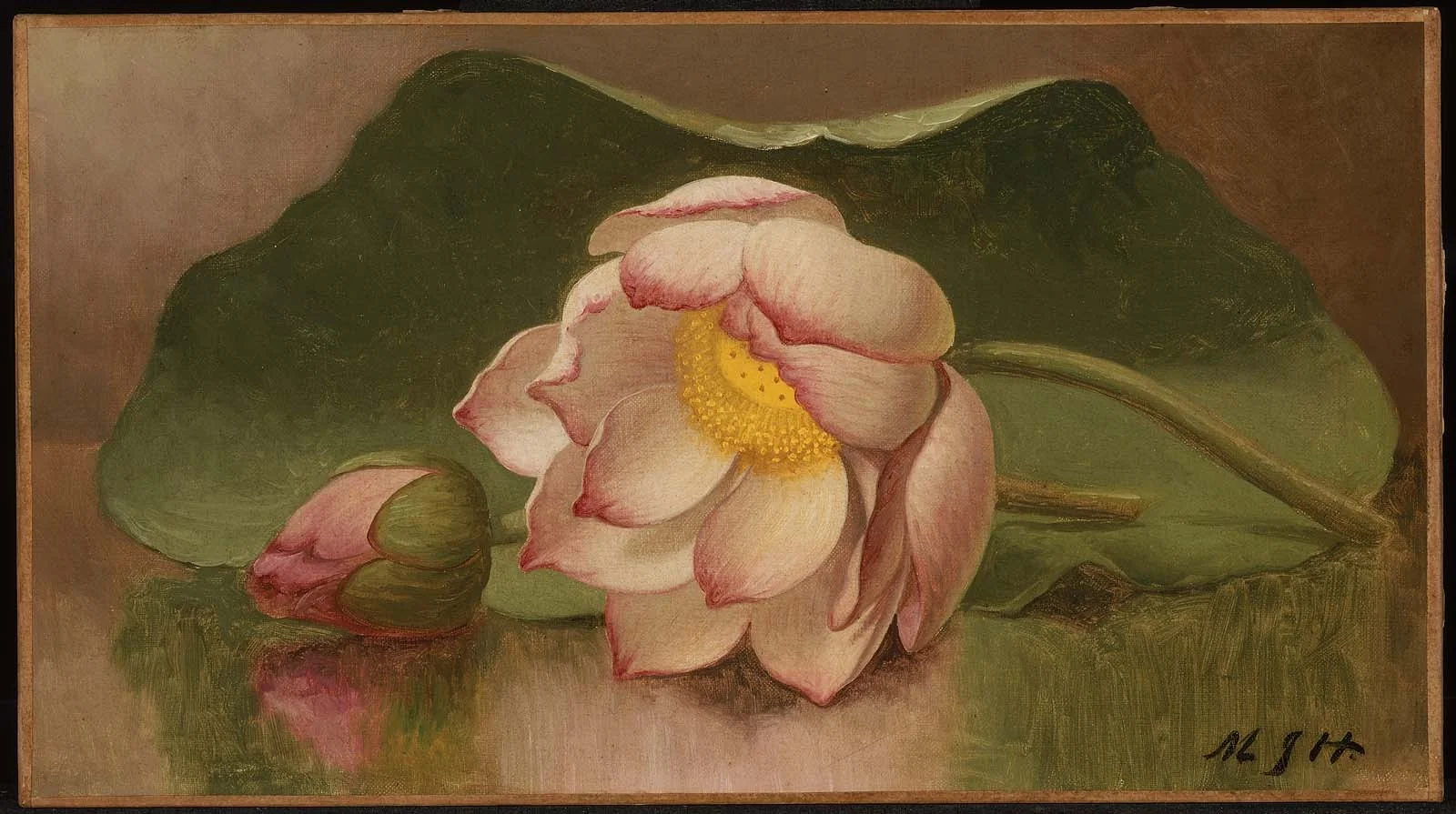 Lotus Blossom