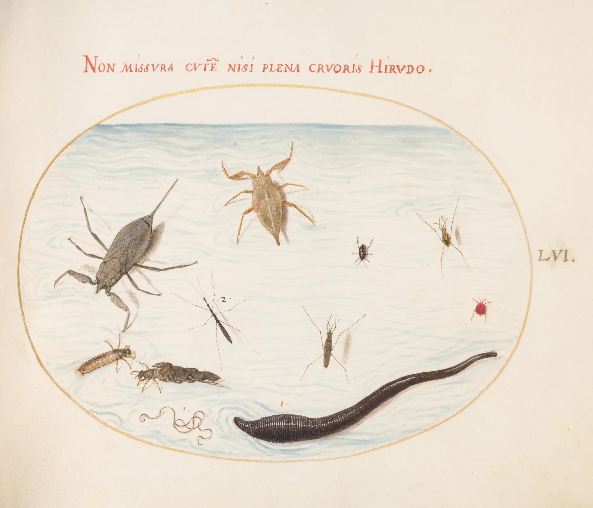 Plate 56: Water Scorpion, Water Measurer, Pond Skater, Red Water Mite, Leech(?), and Other Water Insects, by Joris Hoefnagel, gouache, 1594
