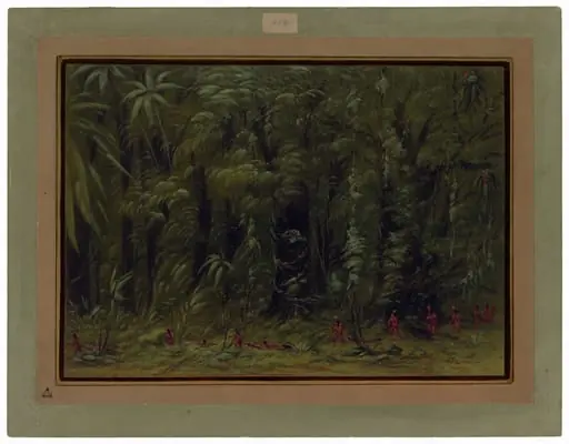 Interior of an Amazon Forest - Zurumati
