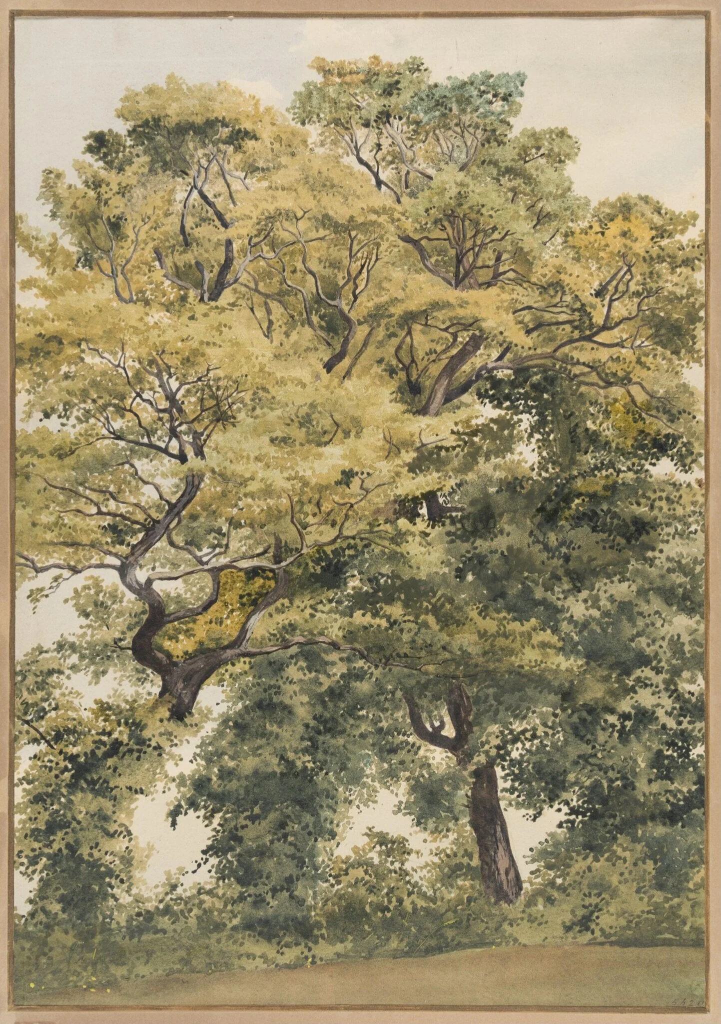 Study of Trees