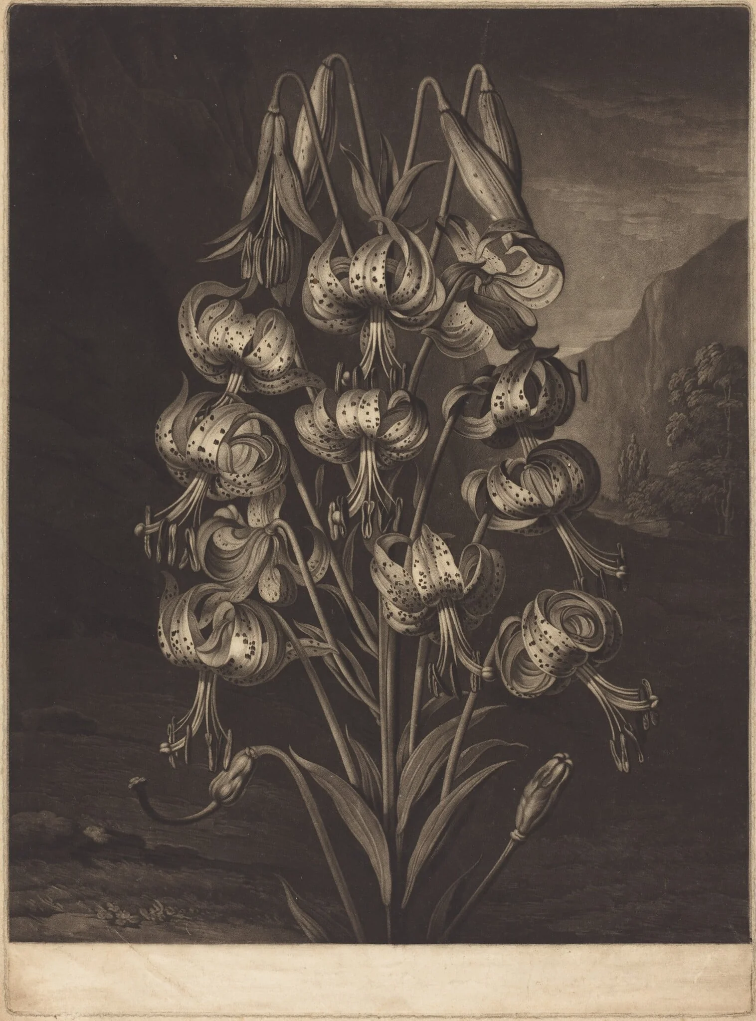 The Superb Lily, by William Ward, ink, 1799