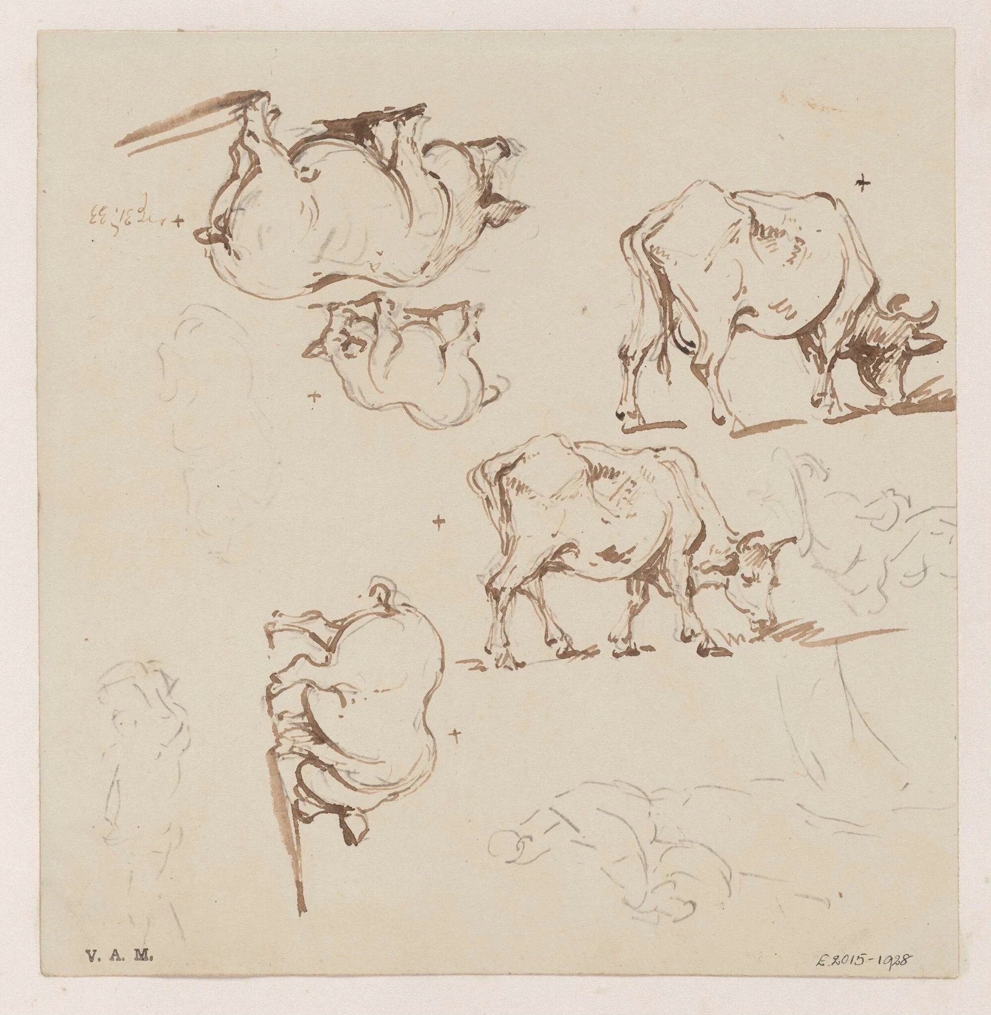 Pigs and cows