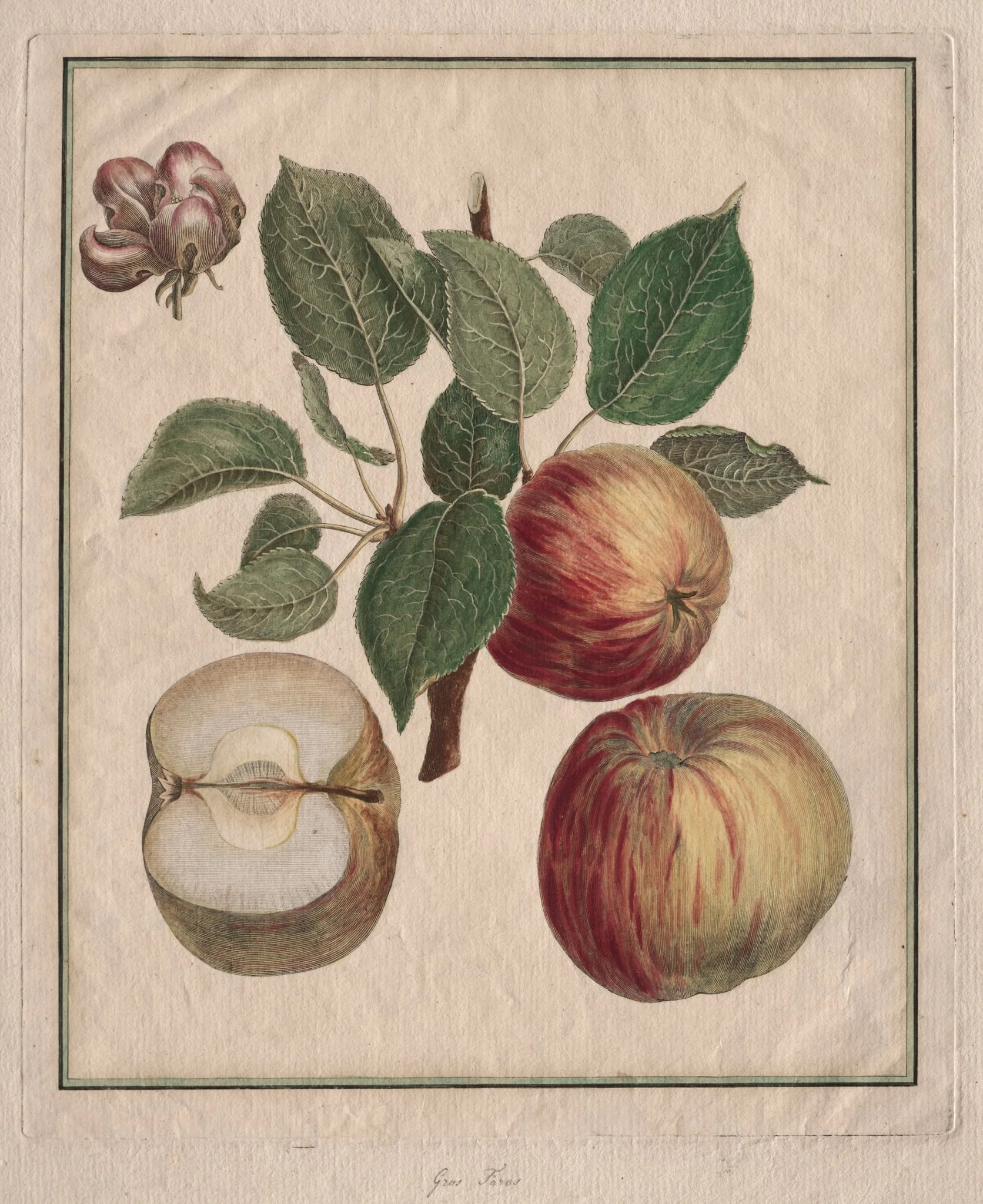 Apple with Leaf and Fruit Blossom, by Henri Louis Duhamel du Monceau, 1768