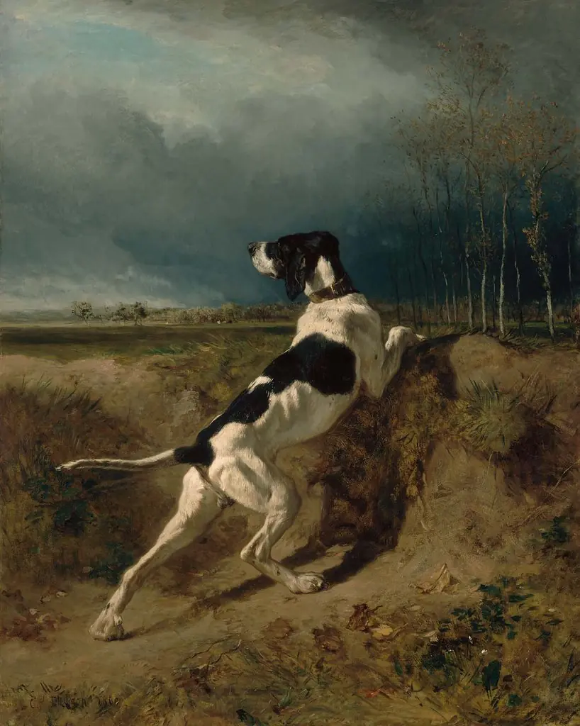Hound Pointing