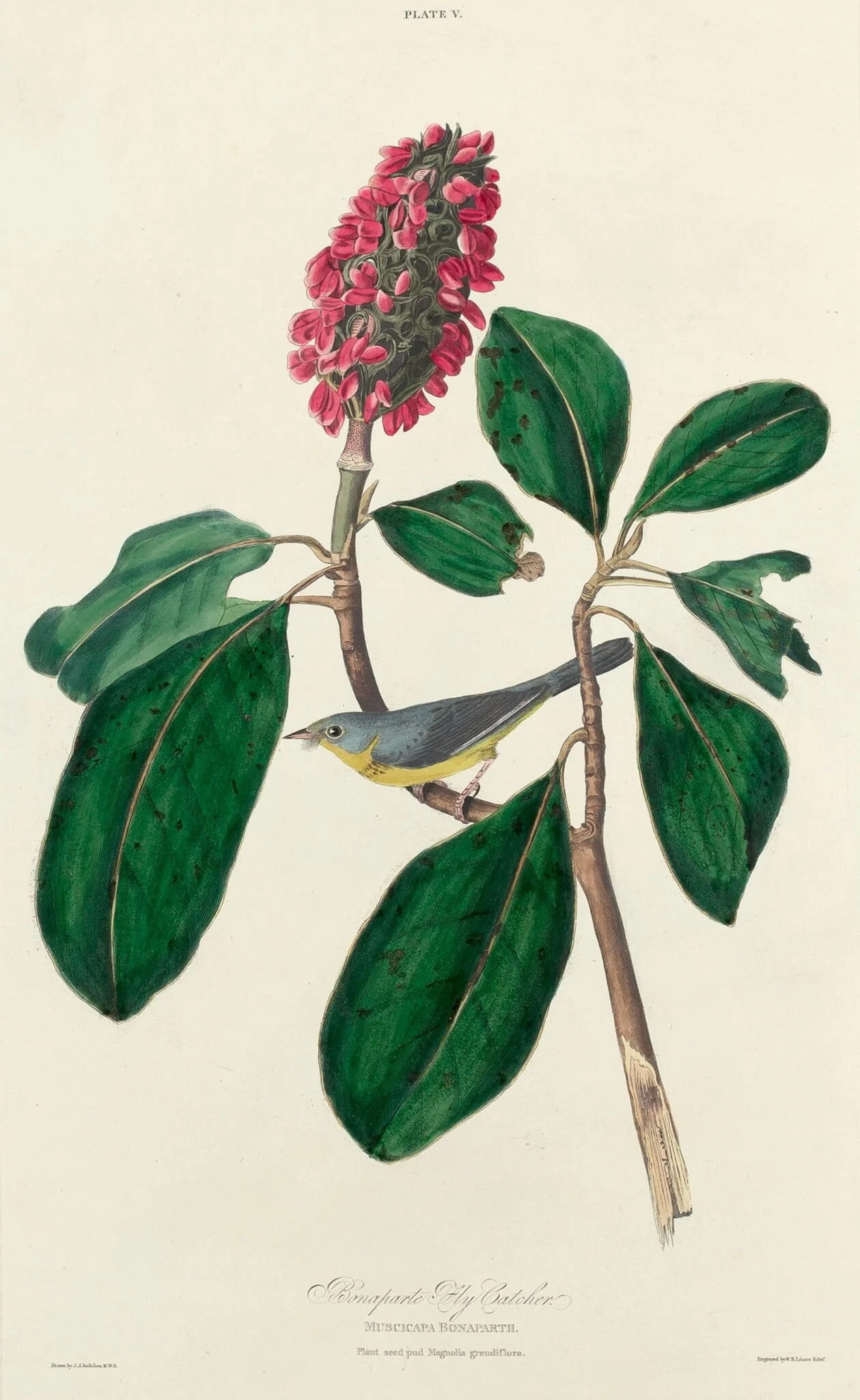 Bonaparte Fly Catcher