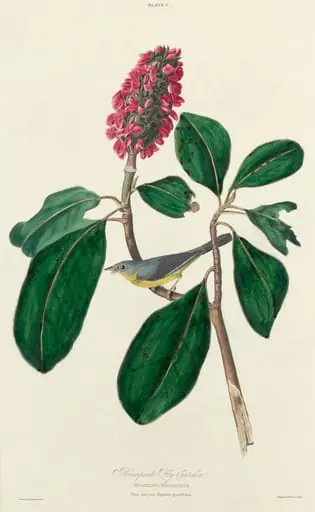 Bonaparte Fly Catcher